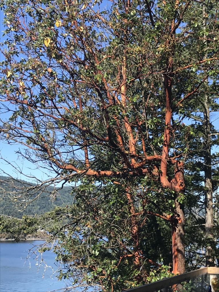 Arbutus Tree: My favourite tree just outside our bedroom window